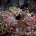 grouper_marbled_lw_tam_h_0019_bal3597.jpg